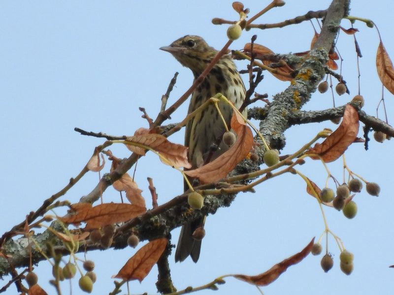 Pipit drzewny — Bild 1