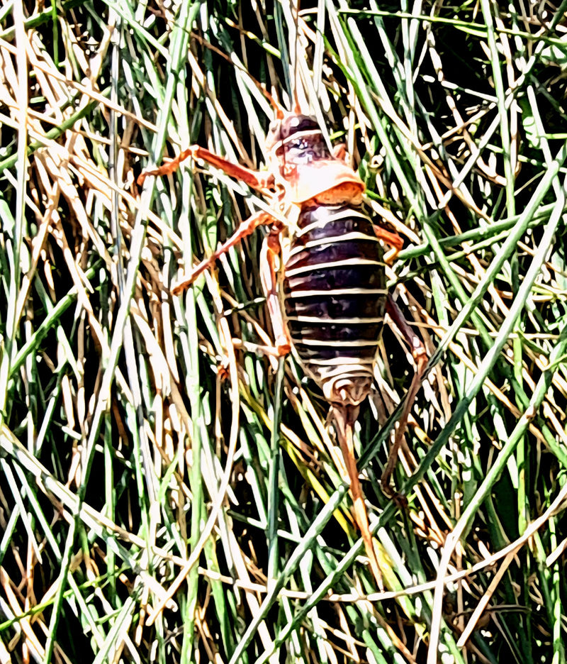 Baumweta (Gattung Hemideina) — zdjęcie 1 z 1