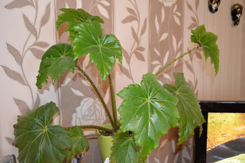 begonia — Bild 1