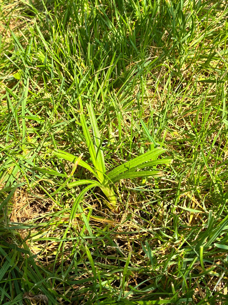 Owłosiona turzyca — Bild 1