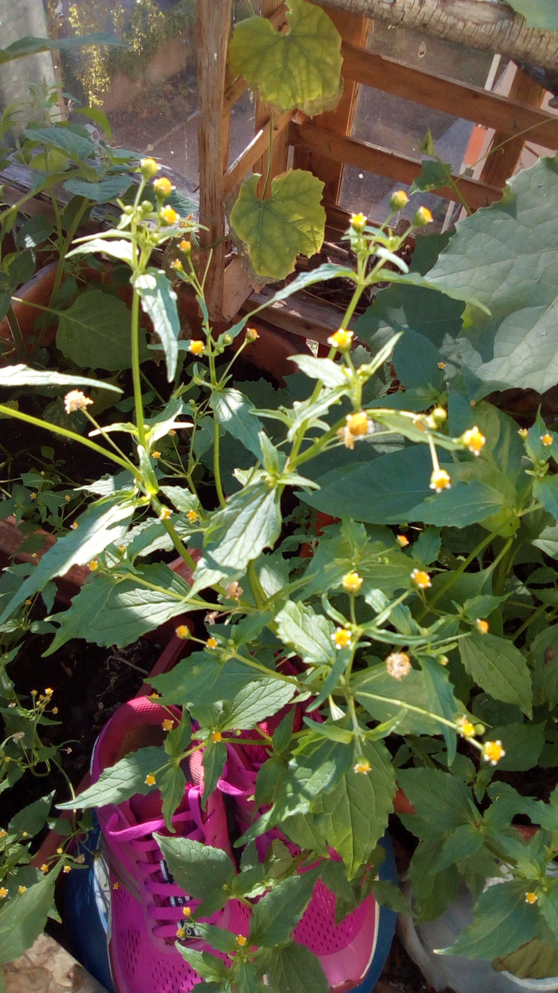 Guzik owłosiony — Bild 2
