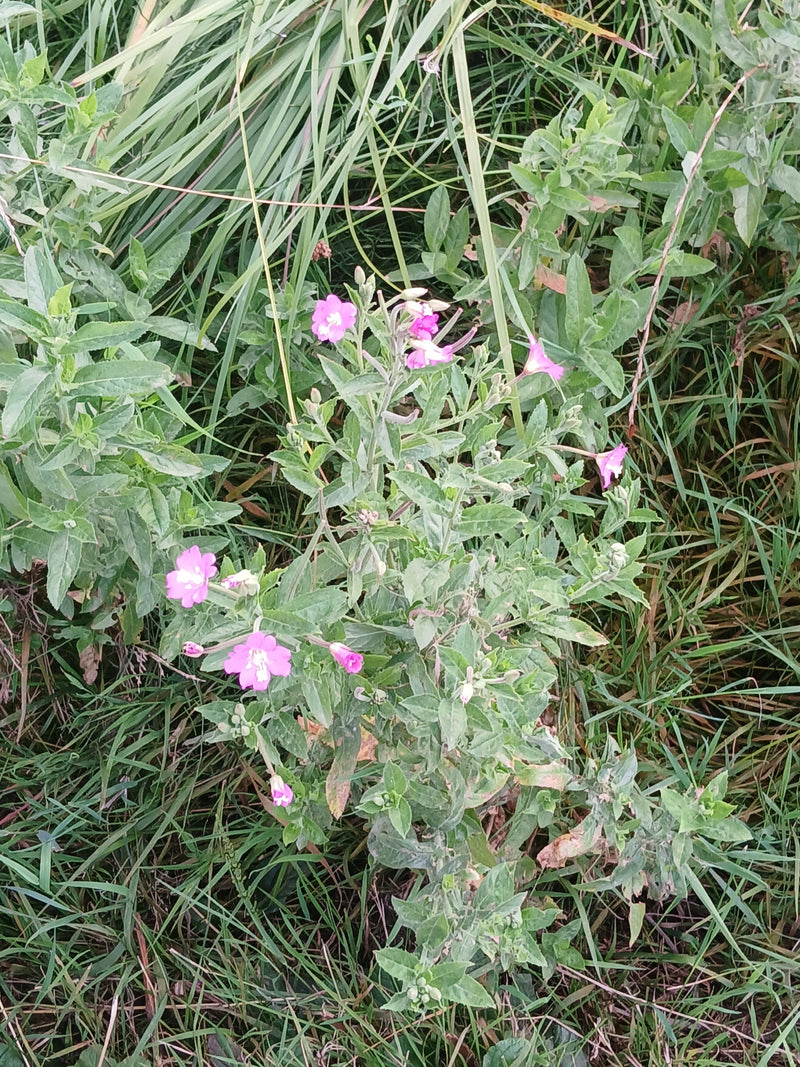 Wierzbówka owłosiona — zdjęcie 2 z 5