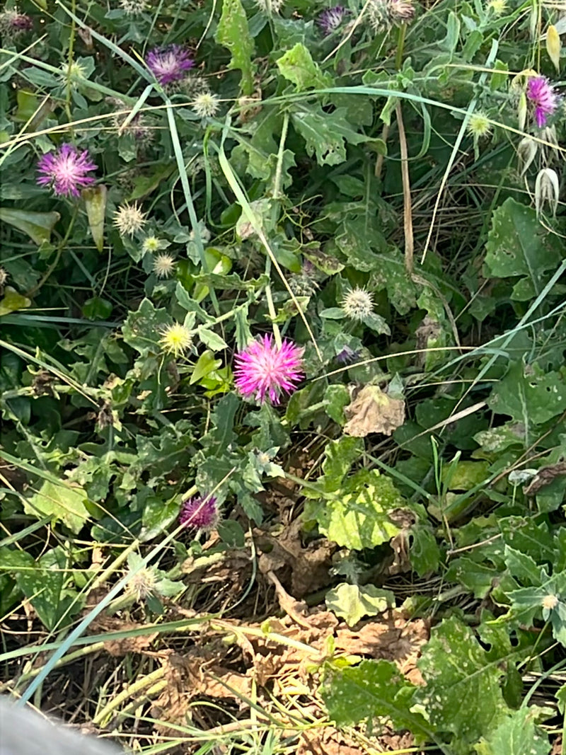 Ziele Benedykta — Bild 1