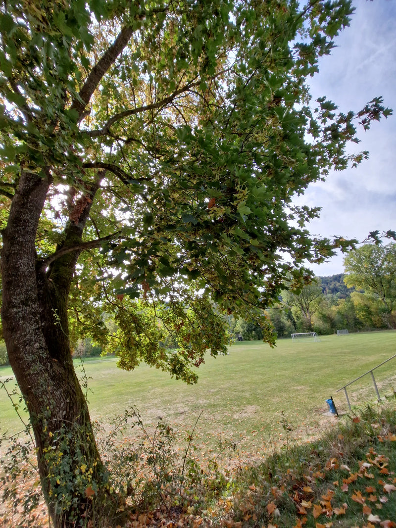 Klon jawor o gęstej koronie i licznych skrzydlakach rośnie na skraju boiska sportowego.