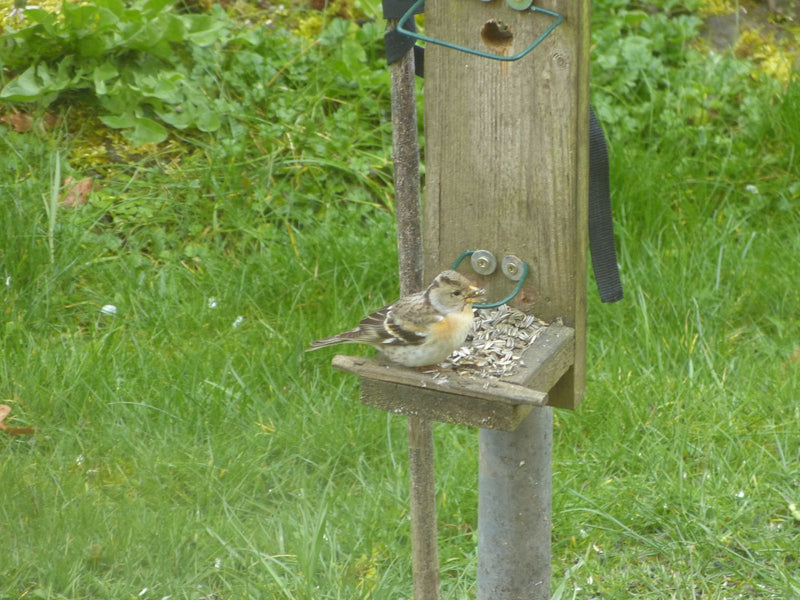 Ciernie — Bild 1