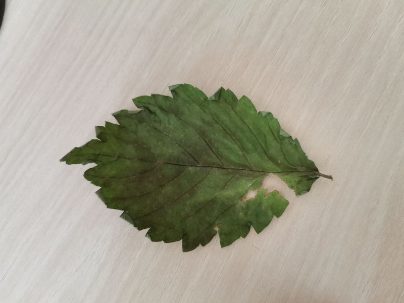 Wych wiąz — Bild 3