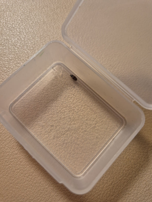 Brunatny szkodnik futrzarowatych siedzi w małym, otwartym plastikowym pojemniku na jasnym tle. Owad jest dobrze widoczny i ma typowe dla gatunku ubarwienie.