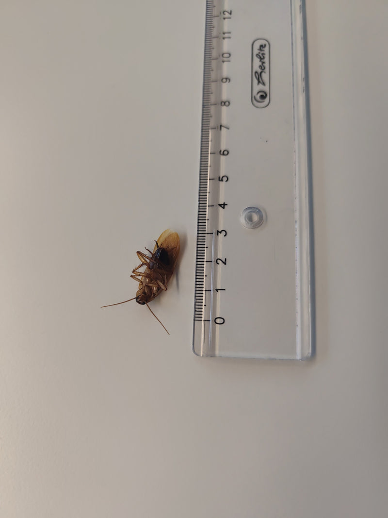 Karaczan leży na plecach obok przezroczystej linijki na jasnej powierzchni. Owad jest wyraźnie widoczny.