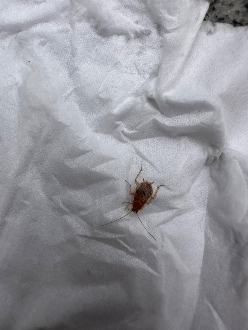 Nimfa karaczana leśnego jest wyraźnie widoczna spoczywając na białym papierowym ręczniku. Owad ma typowe cechy, takie jak jasnobrązowe ubarwienie.