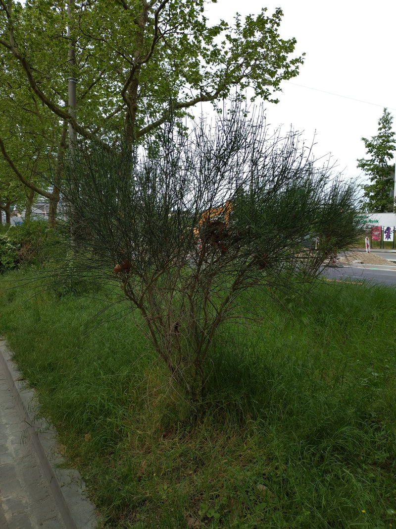 Motyl Bluetler — Bild 1
