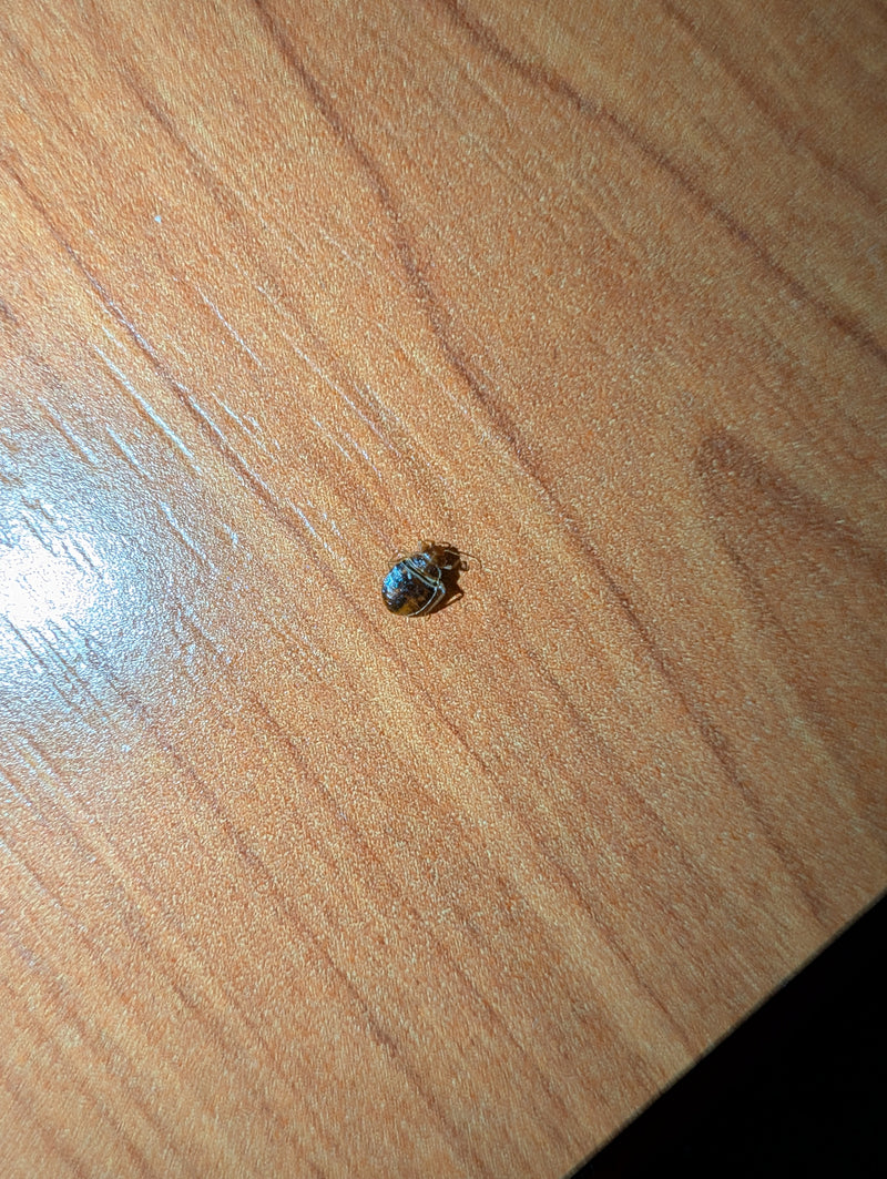 Zdjęcie przedstawia dorosłą pluskwę domową siedzącą na jasnej drewnianej powierzchni. Owad ma swoje typowe płaskie, owalne i brązowe ciało.