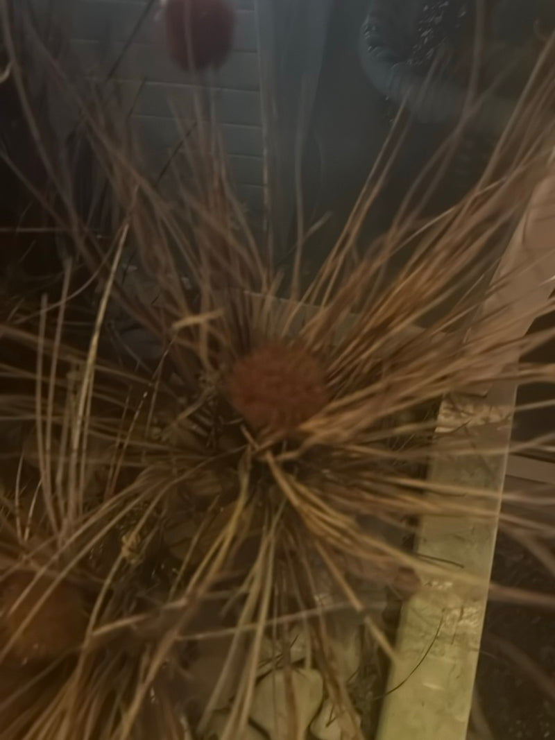 pędzi — Bild 1