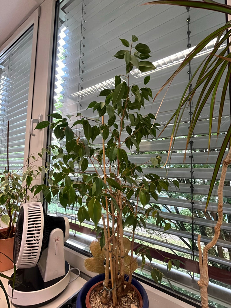 brzoza fig — Bild 1