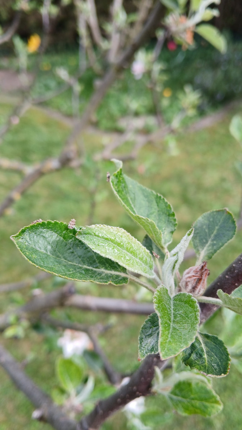 Gruszka chwastowa — Bild 2