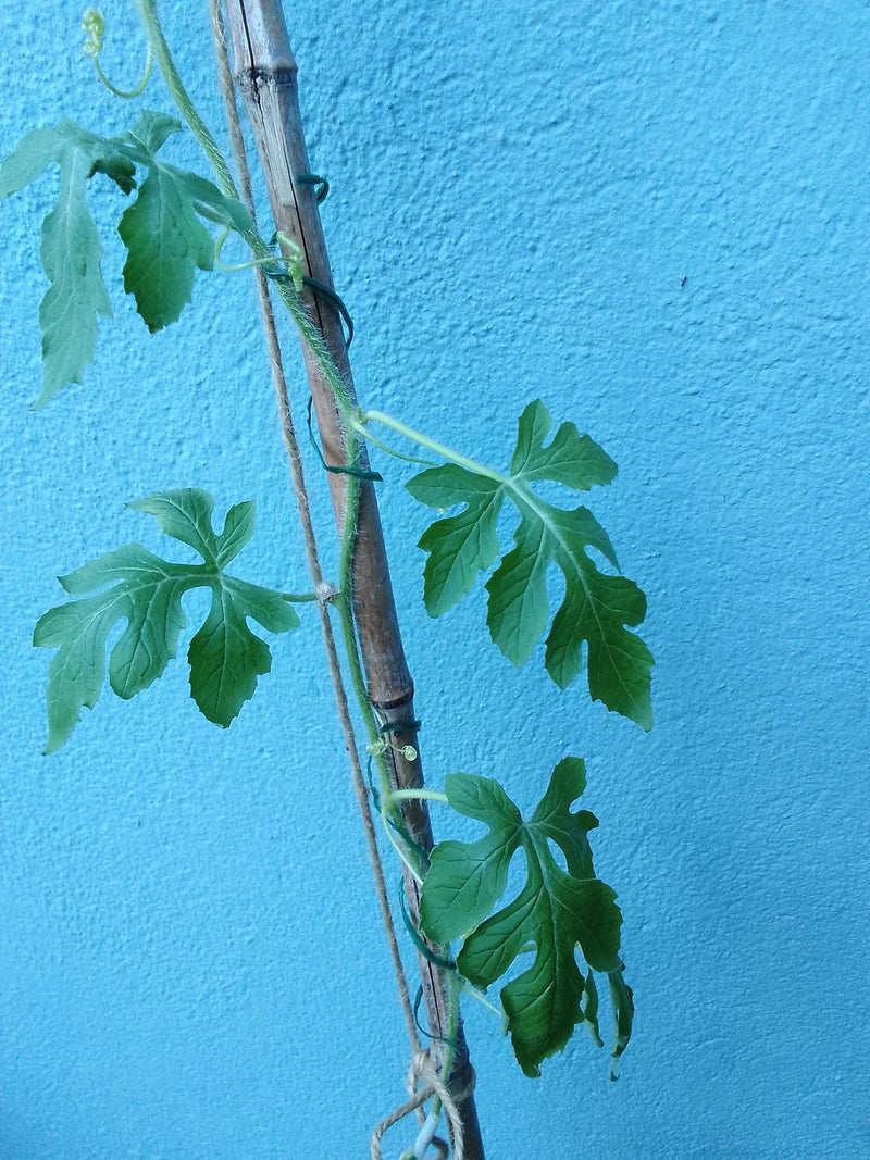 Gorzki melon — Bild 1