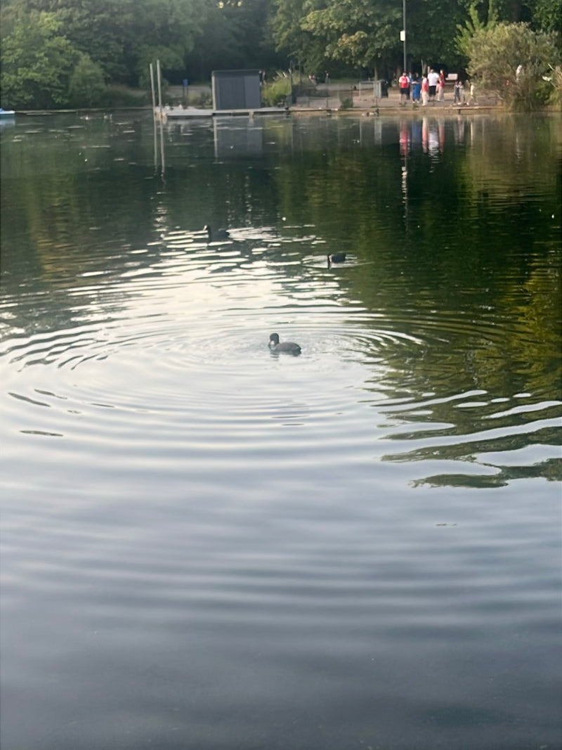 Łyska — Bild 3