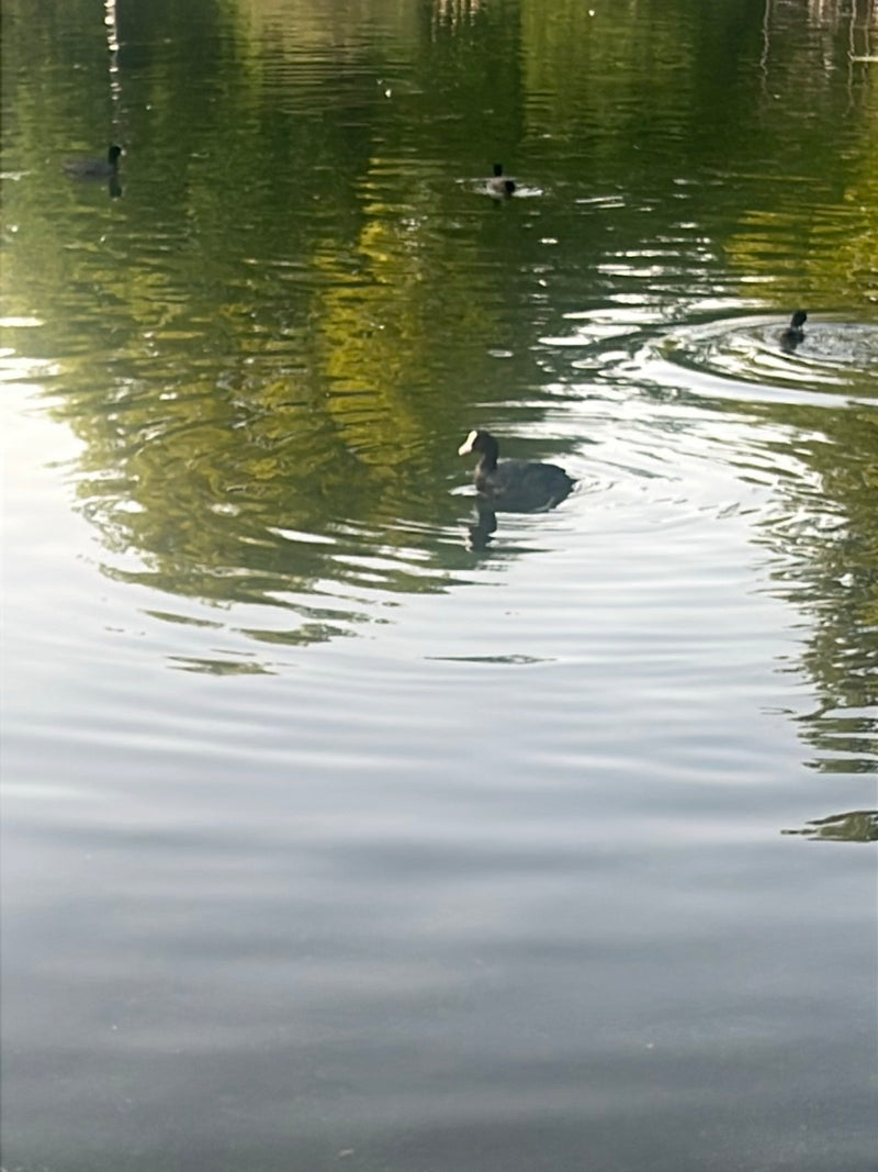 Łyska — Bild 5