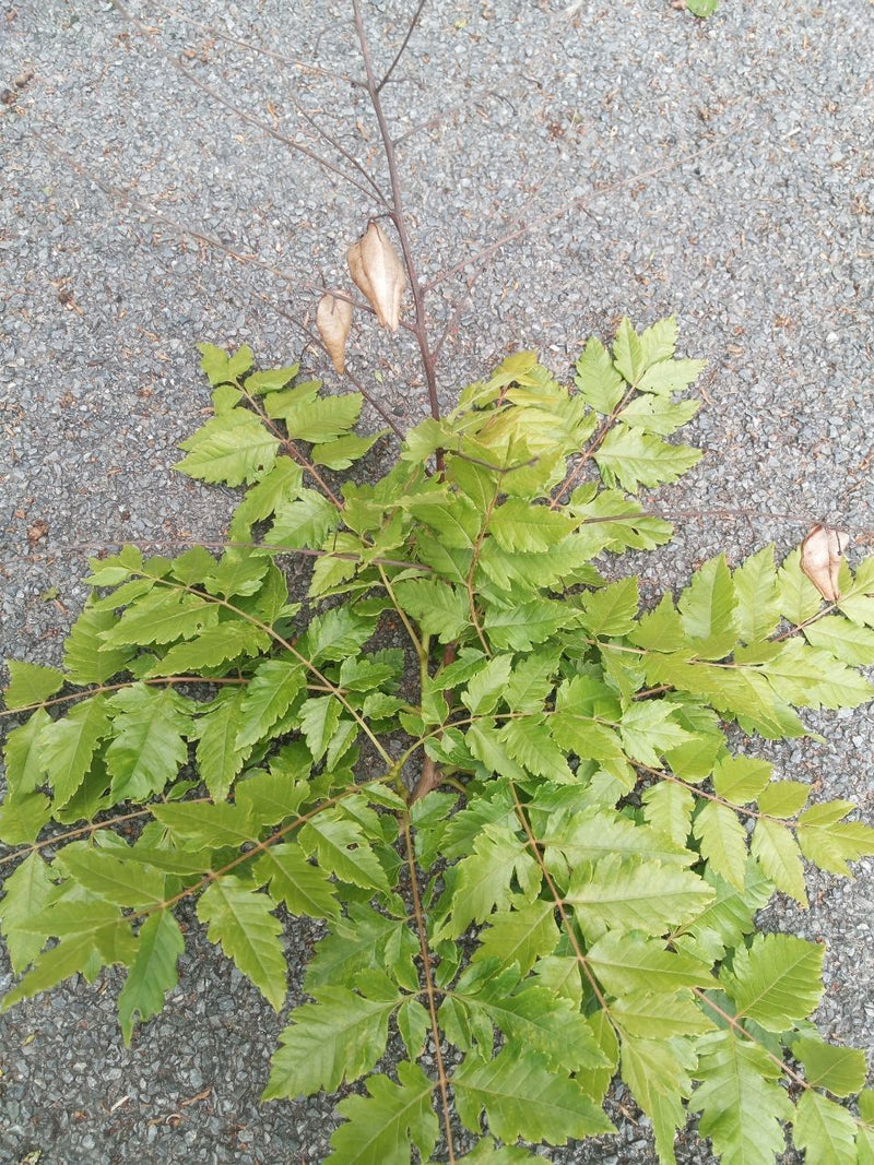 Drzewo bąbelkowe — Bild 1