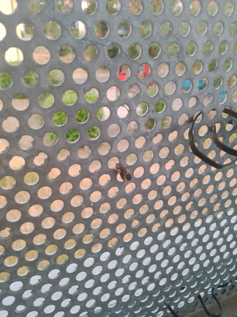 Chrząszcze liściaste (rodzaj Chrysolina ) — Bild 1