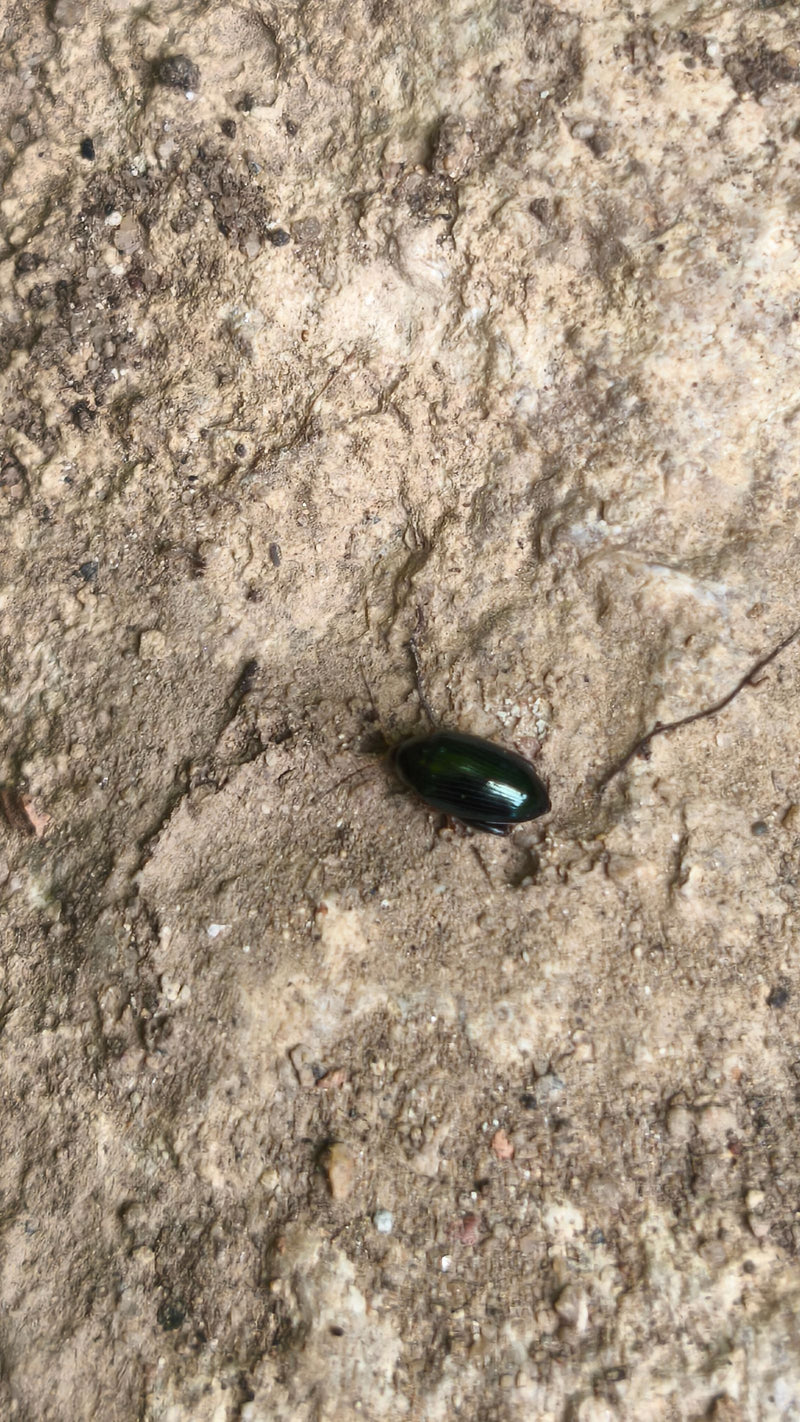 Chrząszcze liściaste (rodzaj Chrysolina ) — zdjęcie 1 z 6
