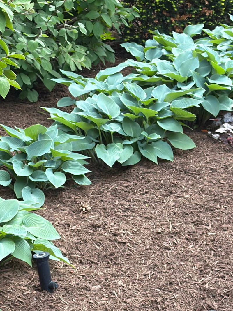 Niebieska hosta — Bild 1