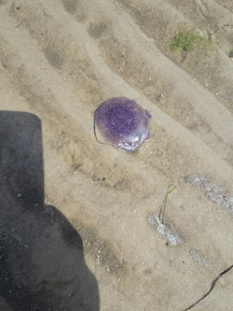 Meduza z pokrzywy błękitnej — Bild 2