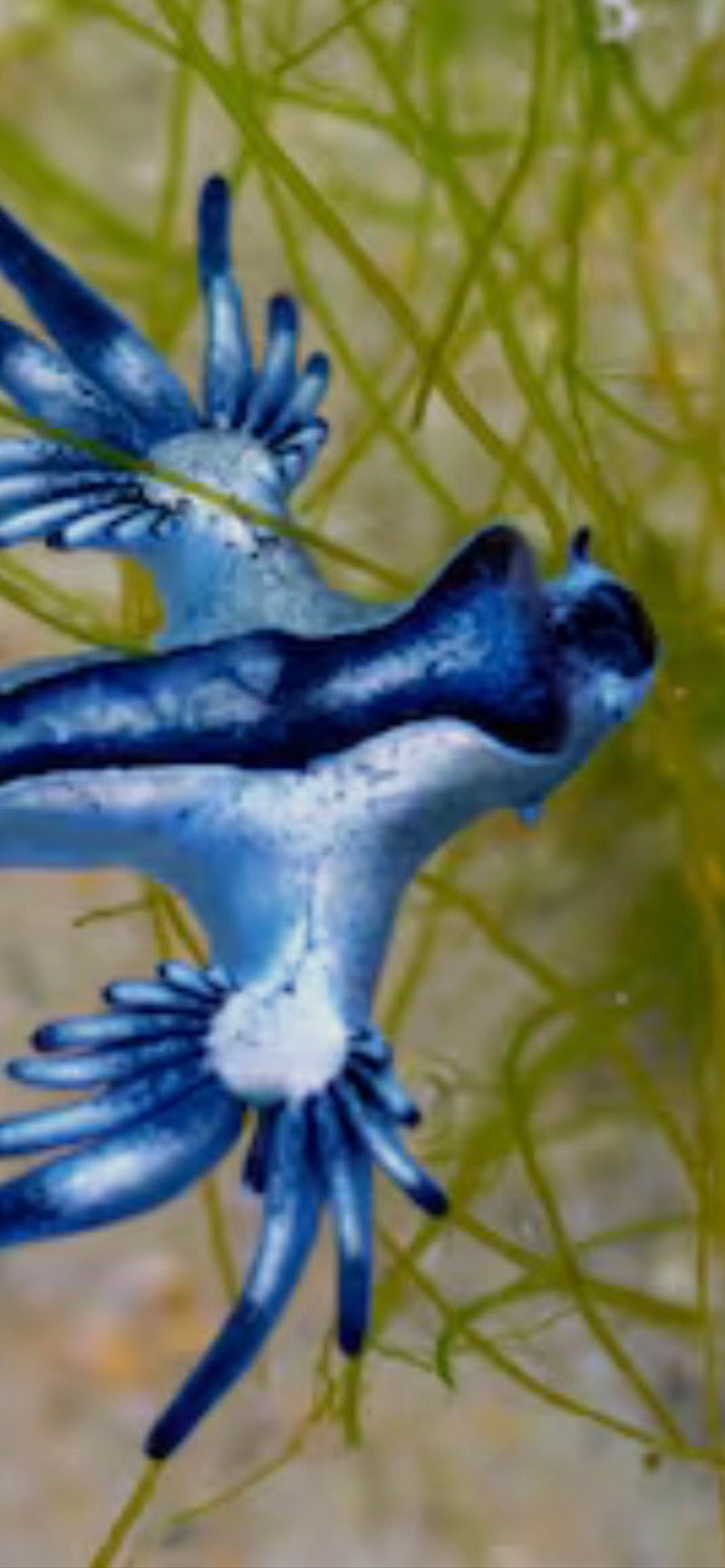 Blaue Ozeanschnecke — zdjęcie 1 z 1