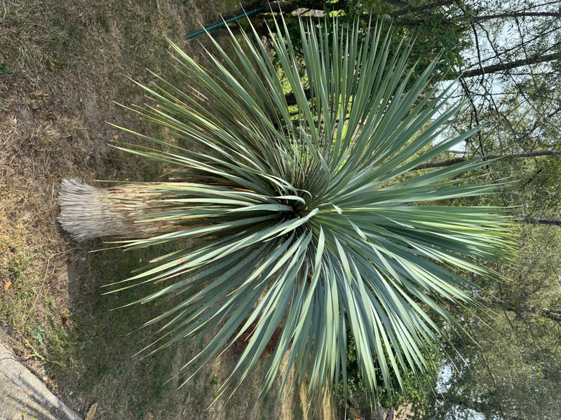 Blaue Palmlilie — zdjęcie 1 z 1
