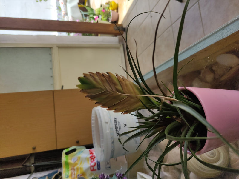 Niebieska Tlandsia — Bild 3