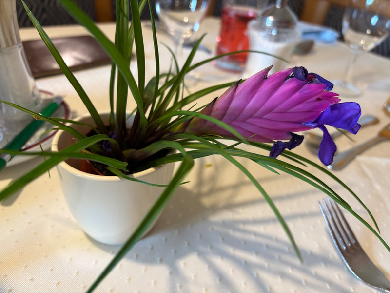 Niebieska Tlandsia — Bild 2