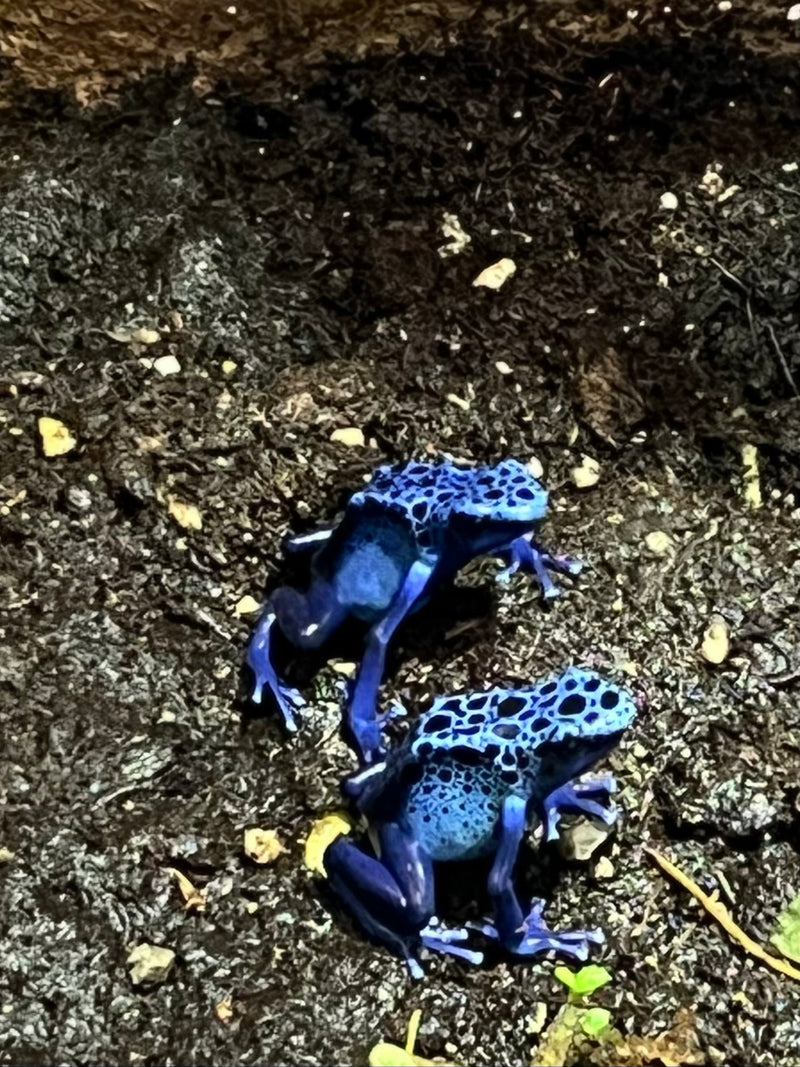 Blauer Baumsteiger — Bild 1