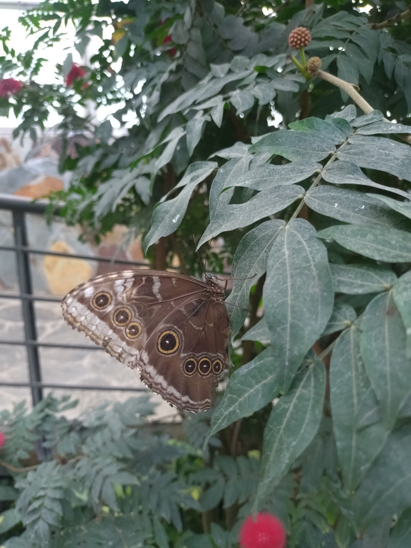 Niebieski motyl morpho — Bild 2