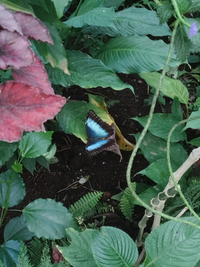 Niebieski motyl morpho — Bild 1