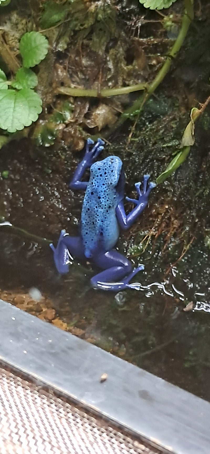 Blauer Pfeilgiftfrosch — zdjęcie 1 z 1