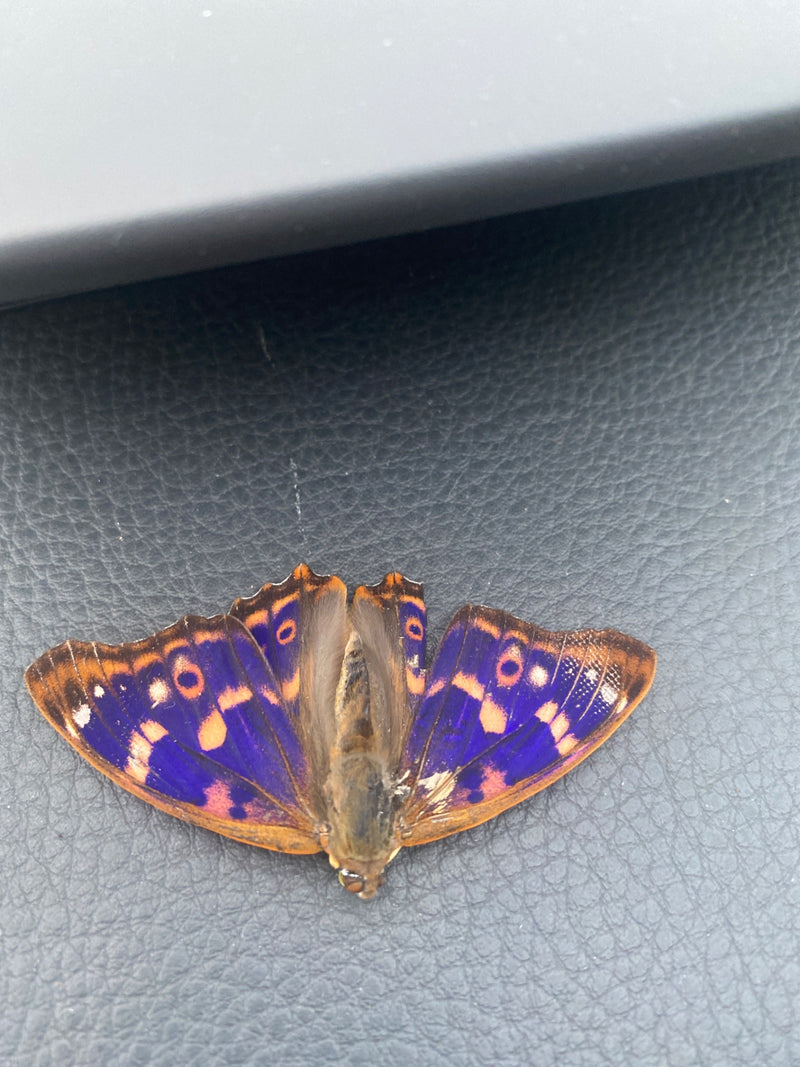 Niebieski bratek motyl — Bild 1