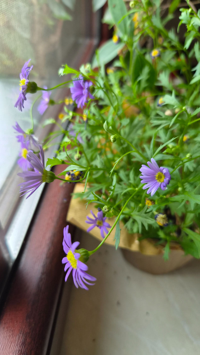 Blaues Gänseblümchen — Bild 1