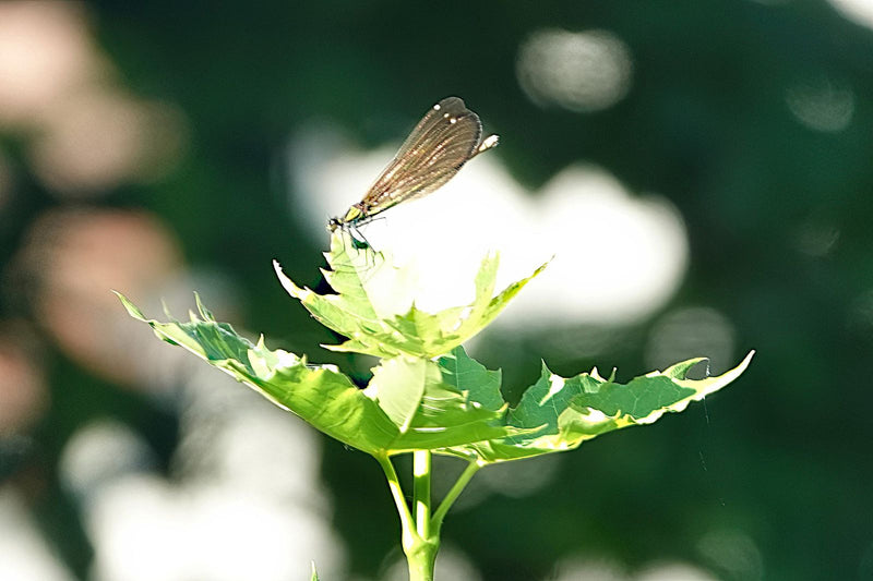 Demoiselle niebieskoskrzydła — Bild 1