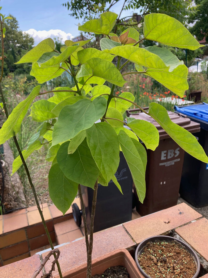Paulownia — Bild 1