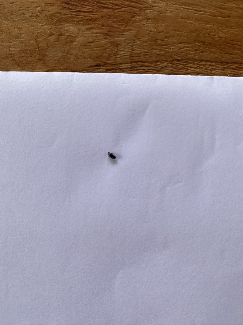 Na białej kartce papieru siedzi bardzo mały owad z gatunku Xylocoris flavipes. ZwierzÄ jest rozpoznawalne tylko jako malutka ciemna plamka.