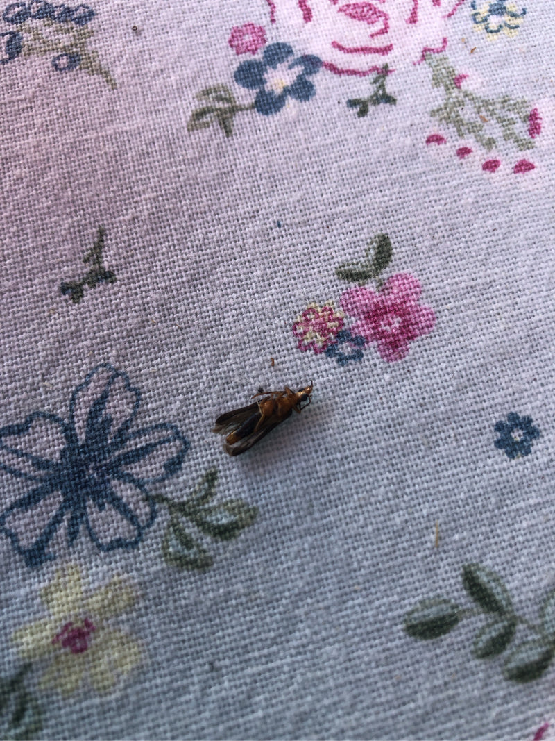 Pojedynczy osobnik Xylocoris flavipes leży na wzorzystej powierzchni tkaniny. Owad jest dobrze widoczny.