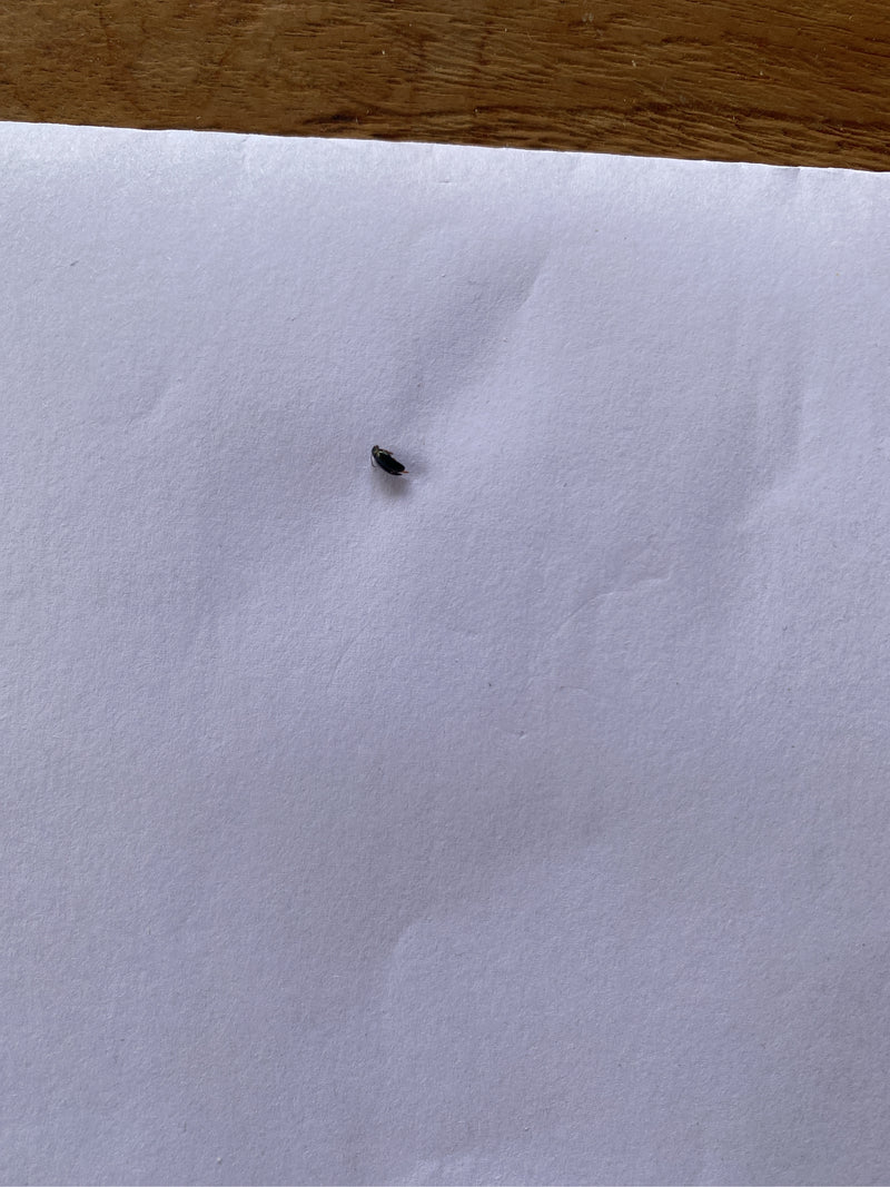 Bardzo mały owad siedzi na białej kartce papieru, trudny do rozpoznania.