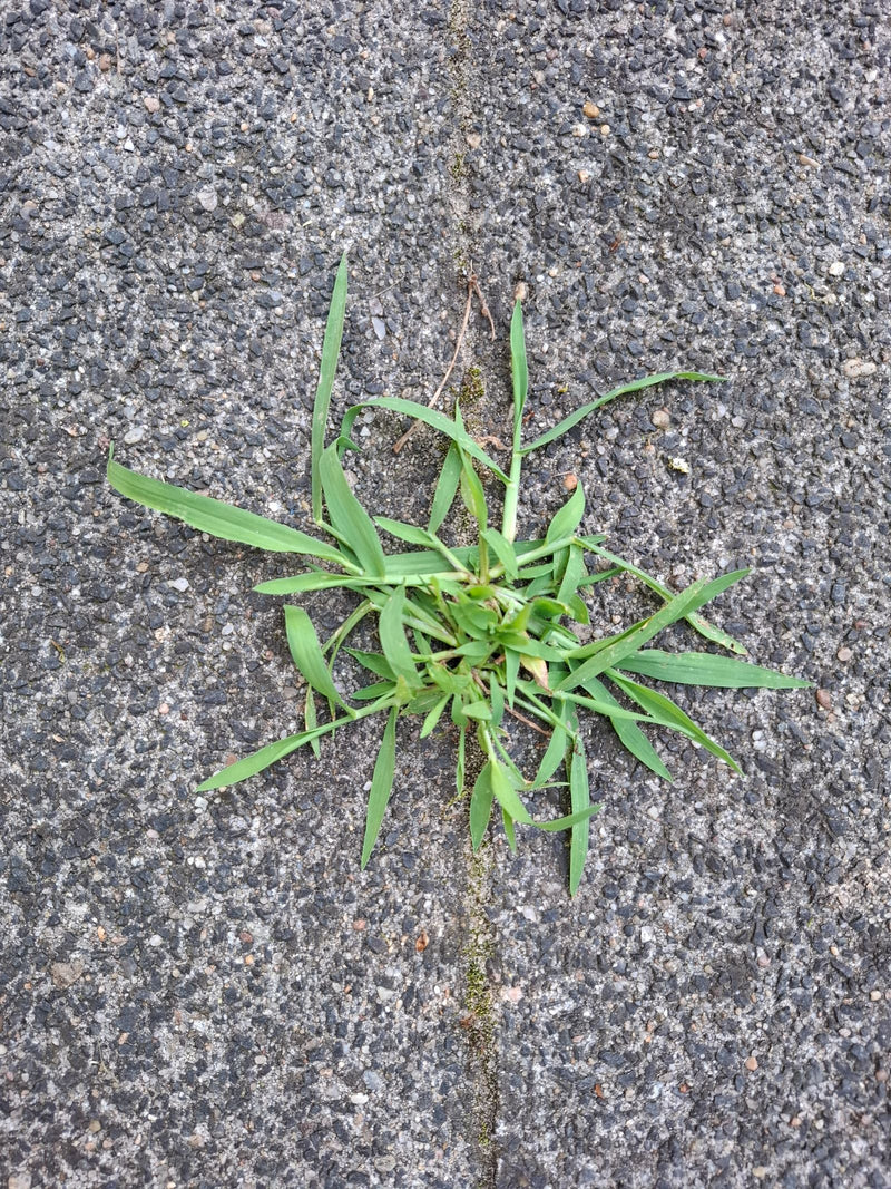 Proso krwiste — Bild 2