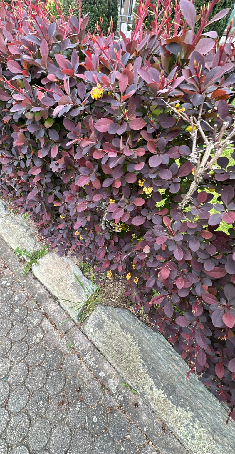 Krwawy berberys — Bild 1