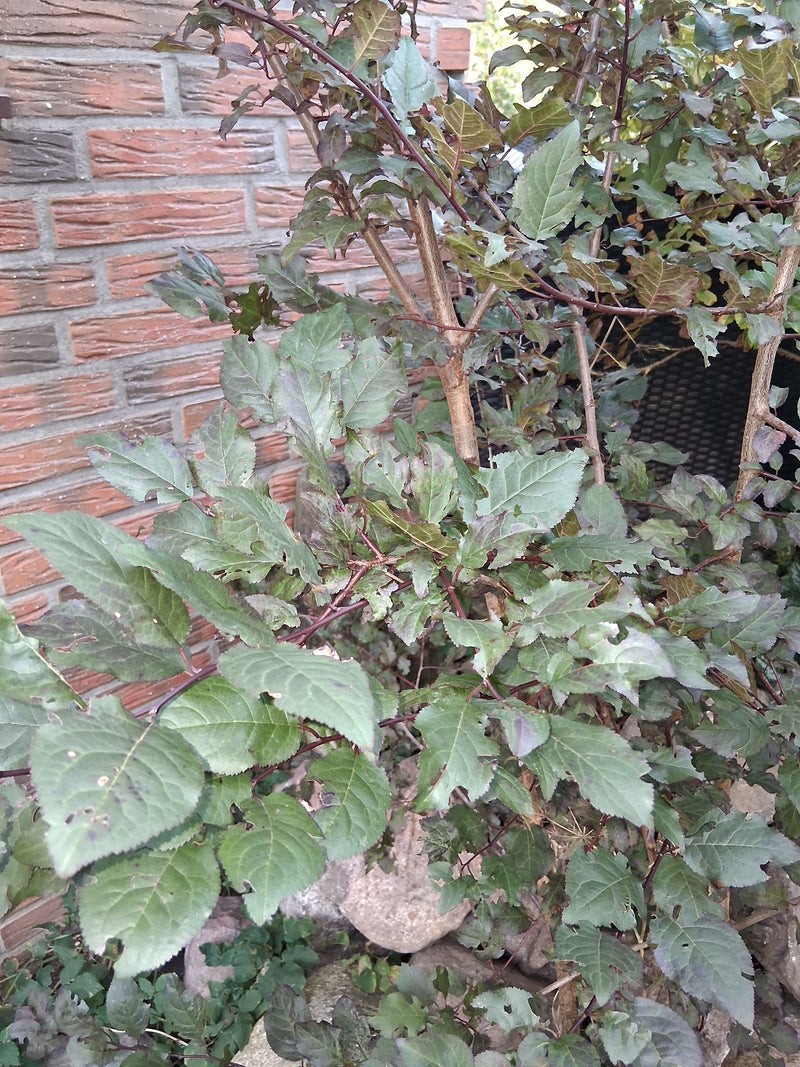 Gałązki ałyczy o lekko czerwonawych, ząbkowanych liściach na tle ceglanego muru.