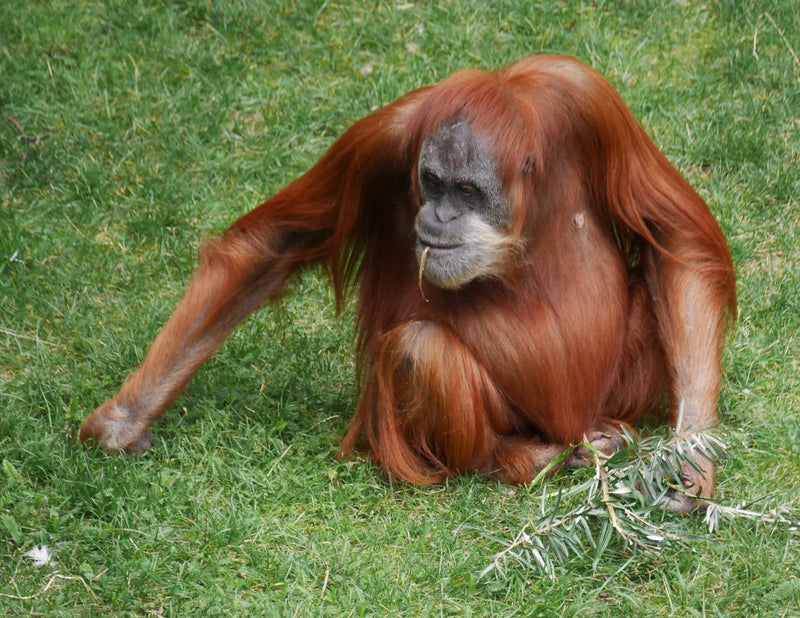 Orangutan borneański — Bild 1