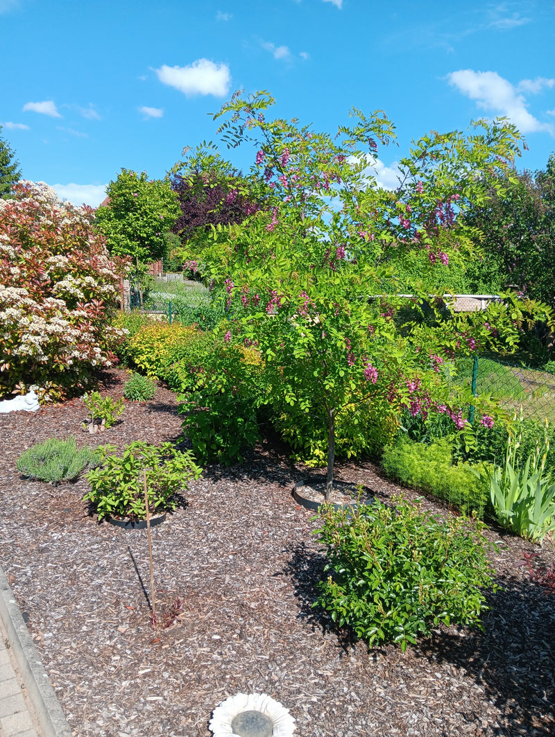 Robinia szczeciniasta — Bild 1