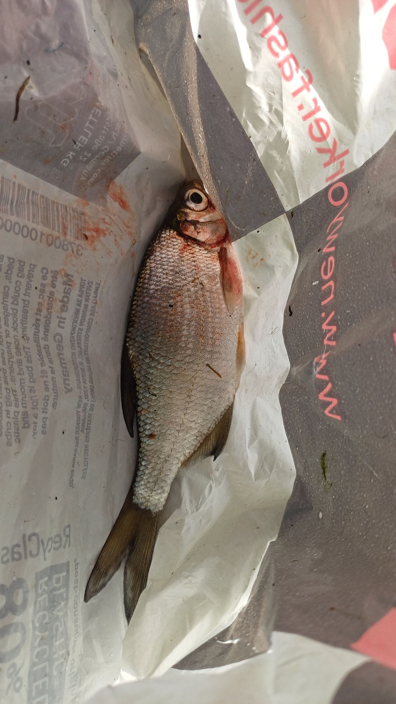 Na zdjęciu widać leszcza leżącego na zadrukowanej plastikowej torbie. Ryba ma typowy dla gatunku kształt ciała i płetwy.