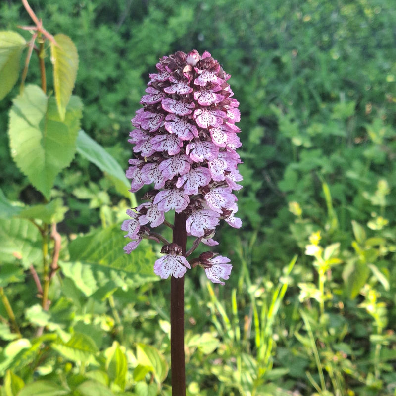 Spalona orchidea — Bild 1