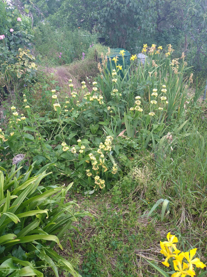 Fireweed — Bild 3