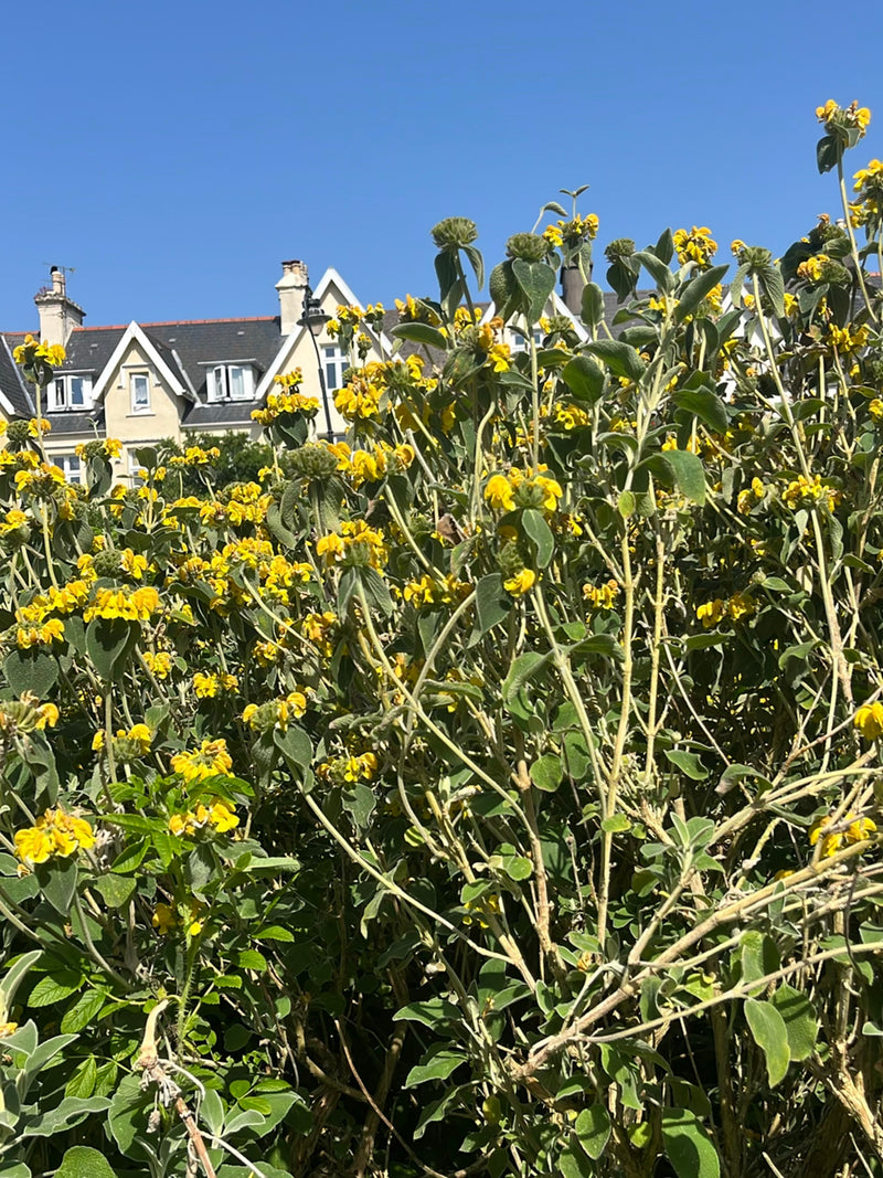 Fireweed — Bild 1